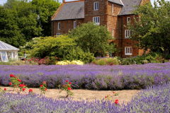 The Norfolk Lavender centre, Heacham town