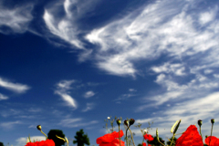 Poppy Fields near Castle Acre village