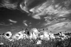 Poppy Fields near Castle Acre village