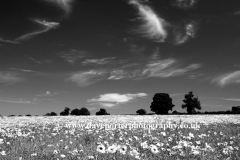 Poppy Fields near Castle Acre village