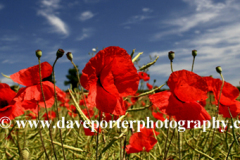 Poppy Fields near Castle Acre village