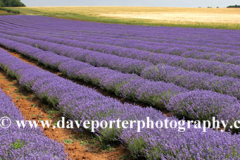 Fields of Lavender plants grown near Heacham