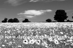 Poppy Fields near Castle Acre village