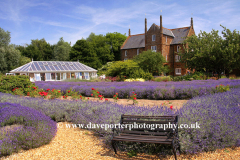 The Norfolk Lavender centre, Heacham town