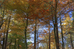 Autumn Woodland, Thetford Forest