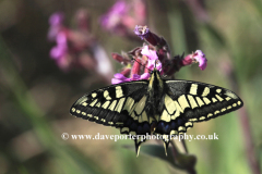 Swallowtail Butterfly, How Hill Staithe