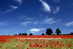 Poppy Fields near Castle Acre village