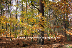 Autumn Woodland, Thetford Forest