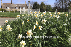 Spring Daffodils, Wadenhoe village green