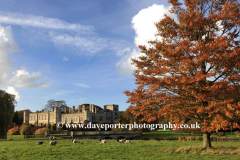 Autumn Beech Tree, Deene Hall