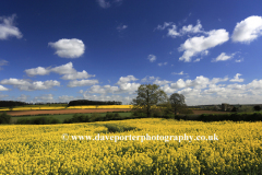 Oil seed rape fields, River Welland Valley, Tixover