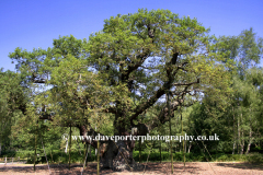 The Major Oak Tree in Sherwood Forest