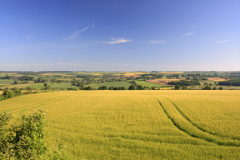 Wheat Fields Landscape near Charlbury village