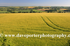 Wheat Fields Landscape near Charlbury village