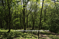 Summer view over woodland in the Quantock Hills