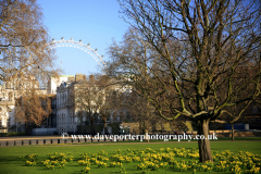 Spring Daffodils, St James Park