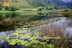 Lilly pads in Watendlath Tarn