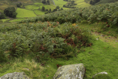 Summer, Martindale Common valley