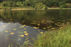 Reflections in Rydal Water