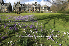 Spring crocus flowers, Fitz Park, Keswick town