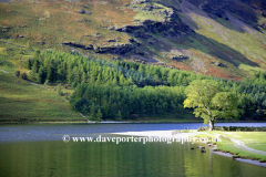 Shoreline tree at Buttermere