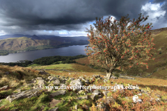 Tree on Ashness fell overlooking Derwewtwater