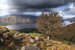 A Rowan Tree on Ashness fell, Derwentwater