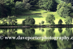 Tree Reflections in Grasmere