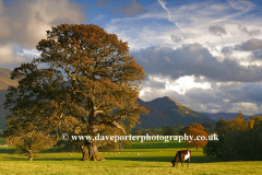 Autumn Landscape over Bassenthwaite Common