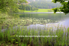 Lilly pads in Loughrigg Tarn