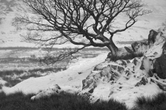 Winter Tree, Pass of Llanberis, Snowdonia