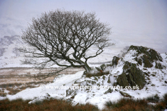 Winter Tree, Pass of Llanberis, Snowdonia