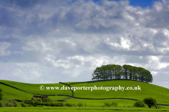 Trees on Cote Pastures, Hawes town, Yorkshire Dales