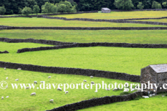 Stone barns at Feetham village, Swaledale