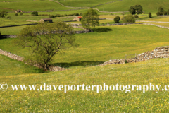 Summer, View over flower meadow, Raydale