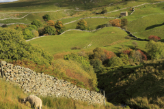 Autumn colours; Askrigg Common; Wensleydale