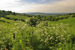 Summer view over Cotswolds fields