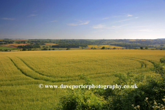 Countryside near Shipton under Wychwood