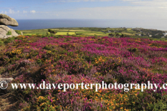 Gorse and Heather Moorland, Rosewall Hill, St Ives