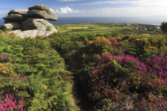 Gorse and Heather Moorland, Rosewall Hill, St Ives