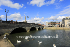 Swans on the river Great Ouse, Bedford town