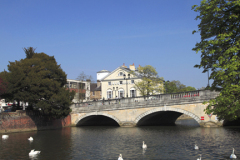 Swans on the river Great Ouse, Bedford town