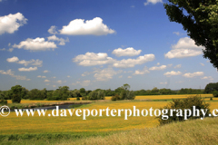 Buttercup fields, river Nene valley, near Castor village