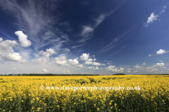 Summer Oil seed rape fields near Ely City, Fenland