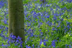 Bluebell woods, Ferry Meadows Park, Peterborough