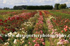 Summer, Rose fields, Wisbech town