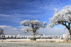 Winter Hoare frost, Fenland field, March town