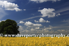 Summer Oil seed rape fields near Ely City