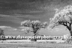 Winter Hoare frost, Fenland field, March town