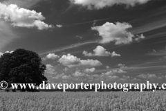 Summer Oil seed rape fields near Ely City